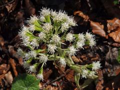 Devětsil bílý (Petasites albus (L.) Gaertn.)