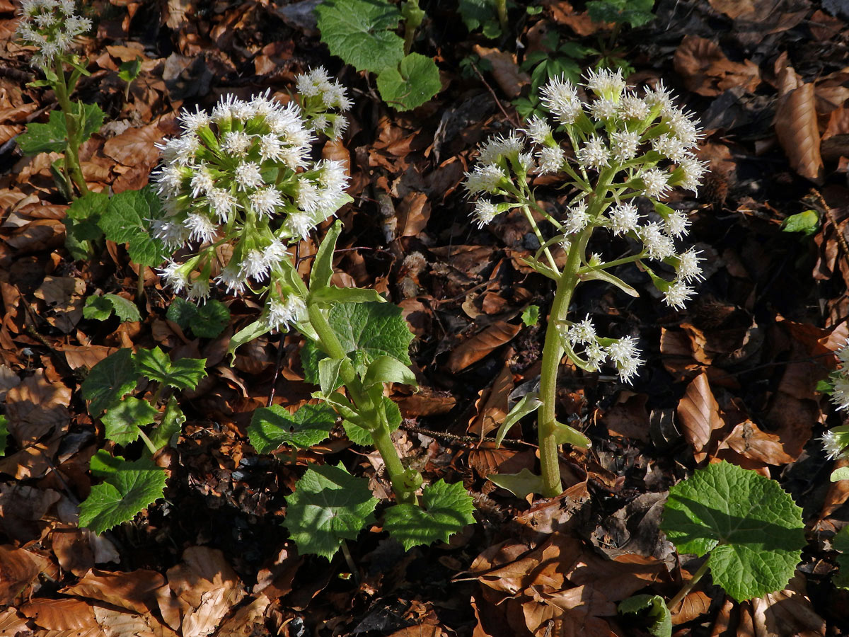 Devětsil bílý (Petasites albus (L.) Gaertn.)