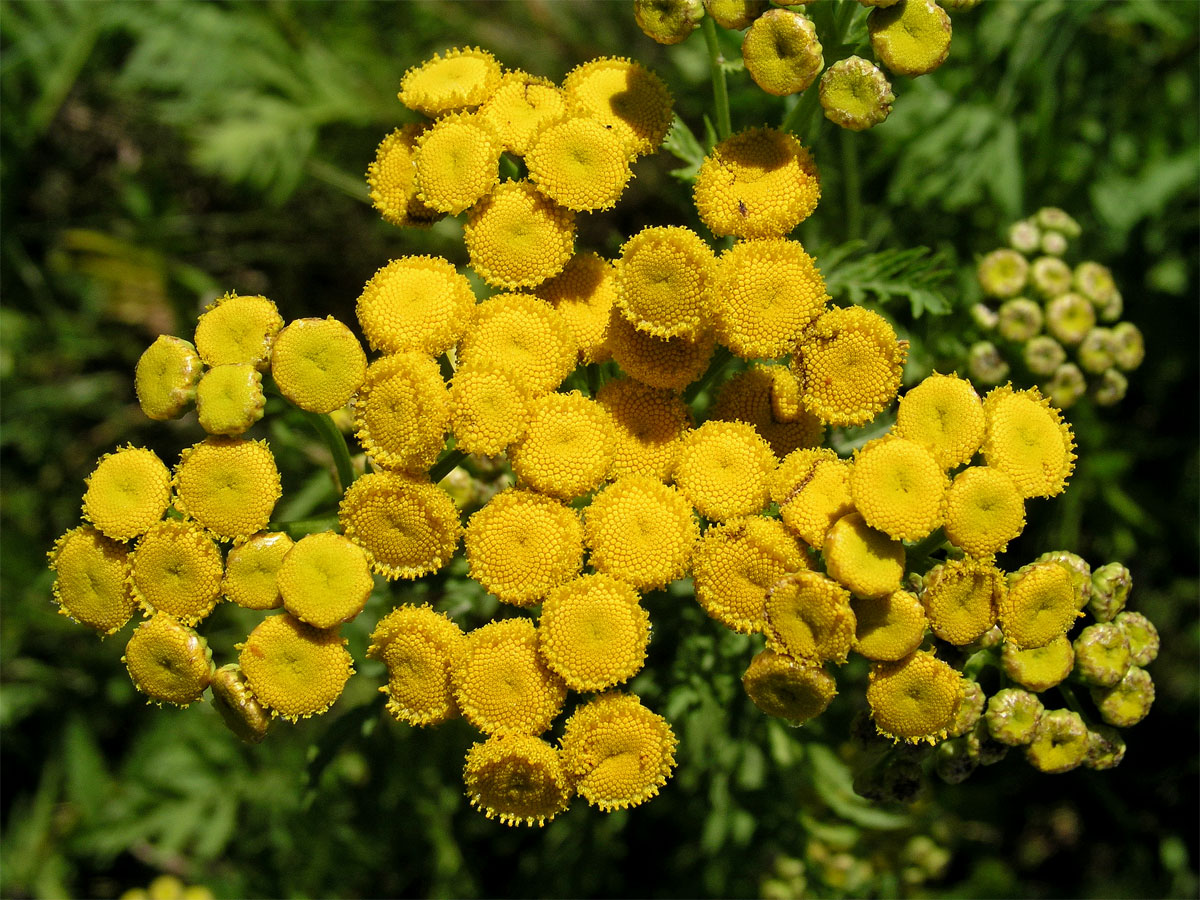 Vratič obecný (Tanacetum vulgare L.)