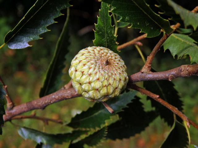 Dub libanonský (Quercus libani