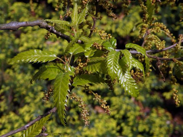 Dub libanonský (Quercus libani L.)