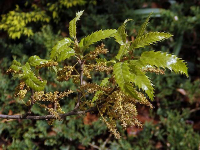 Dub libanonský (Quercus libani L.)