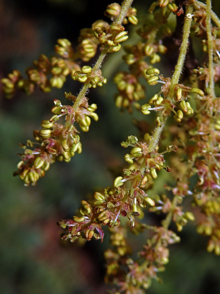 Dub libanonský (Quercus libani L.)