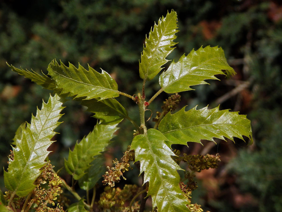 Dub libanonský (Quercus libani L.)