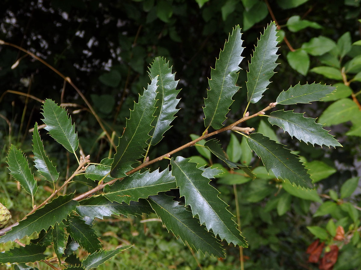 Dub libanonský (Quercus libani L.)