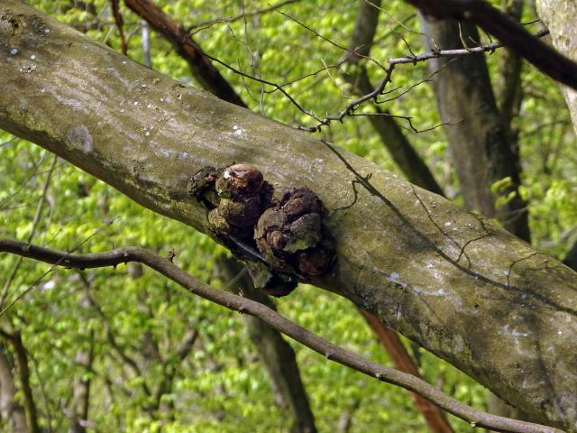 Nádor na habru obecném (Carpinus betulus L.) (24)