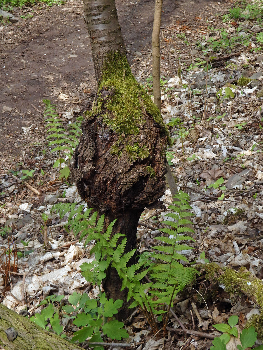 Třešeň ptačí (Prunus avium (L.) L.) (38) s nádorem na kmeni