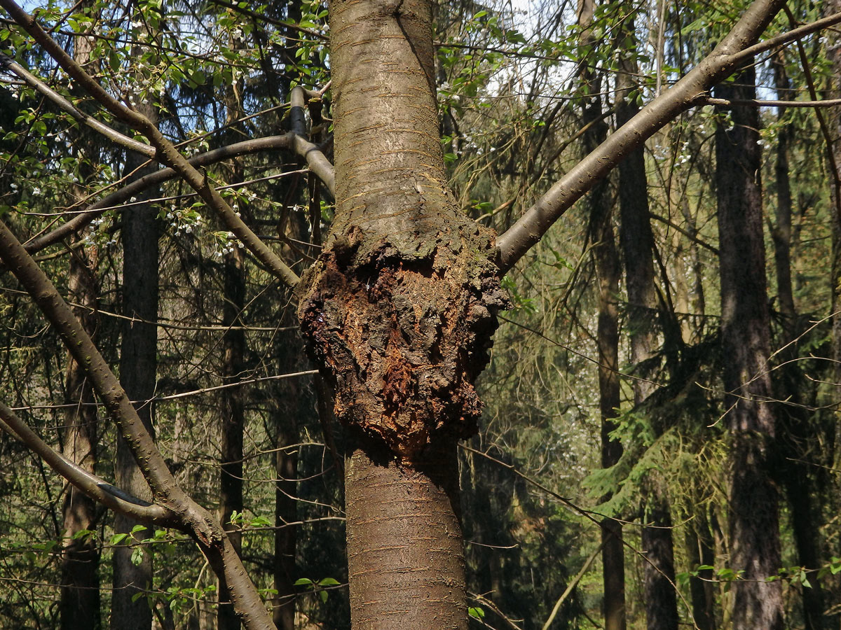 Třešeň ptačí (Prunus avium (L.) L.) (39) s nádorem na kmeni