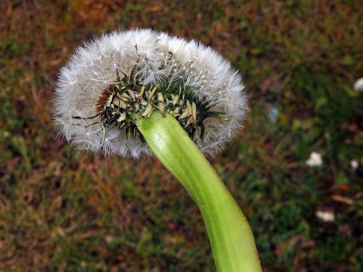 Smetánka lékařská (Teraxacum officinale L.) - fasciace stonku (19d)