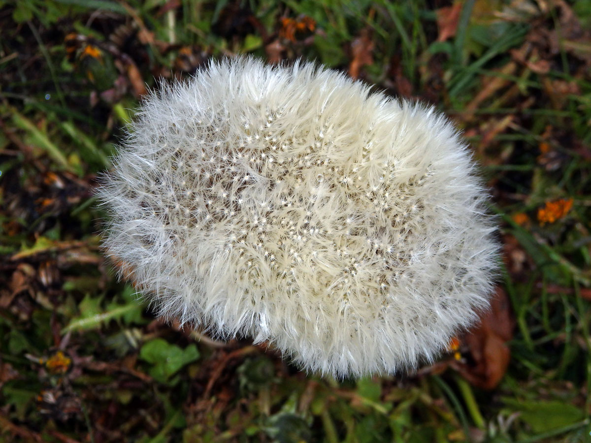 Smetánka lékařská (Teraxacum officinale L.) - fasciace stonku (19e)