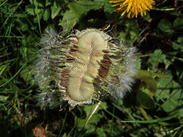 Smetánka lékařská (Teraxacum officinale L.) - fasciace stonku (19f)