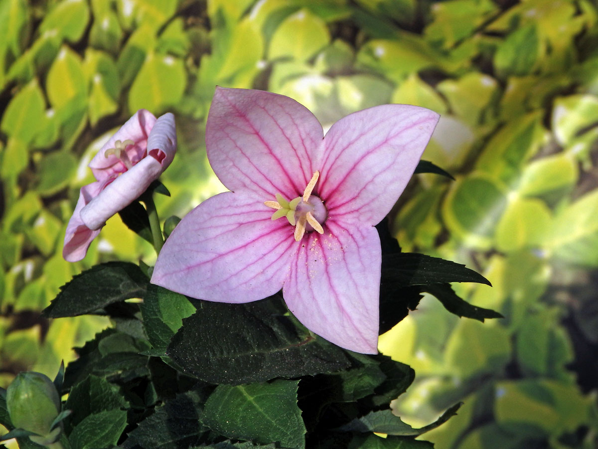 Boubelka velkokvětá (Platycodon grandiflorum (Jacw.) A. DC.), čtyřčetný květ (3)