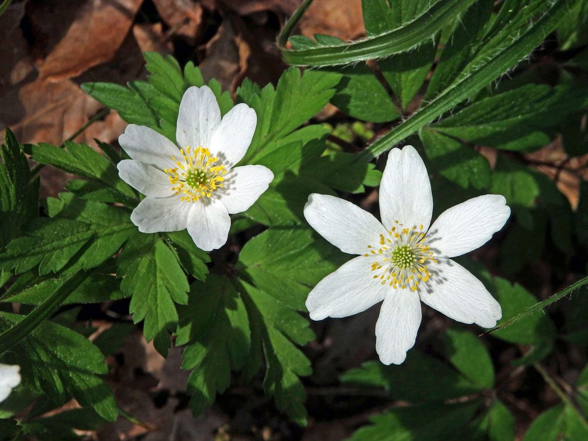 Sasanka hajní (Anemone nemorosa L.) - sedmičetný květ (3a)