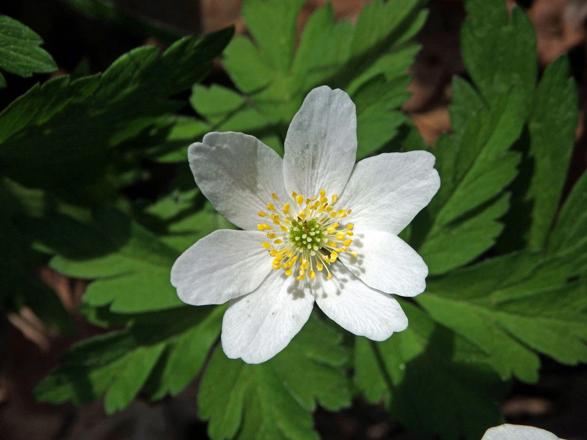 Sasanka hajní (Anemone nemorosa L.) - sedmičetný květ (3b)