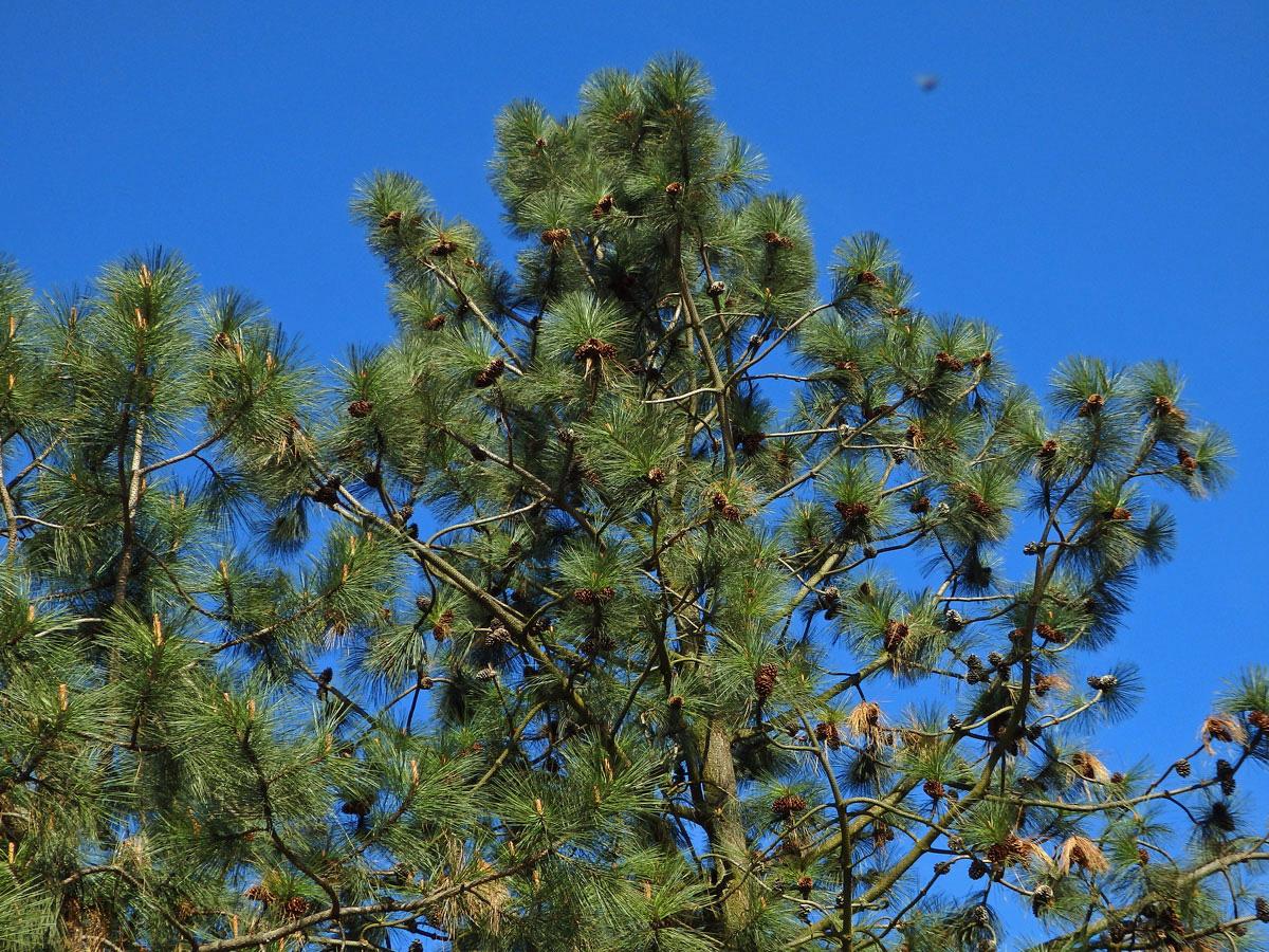 Borovice těžká (Pinus ponderosa P. Lawson et C. Lawson)