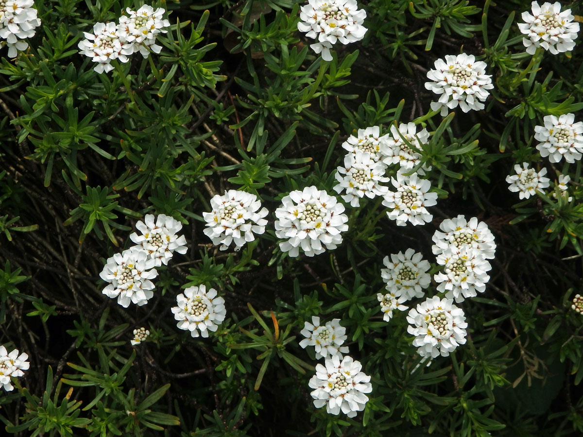 Iberka vždyzelená (Iberis sempervirens L.)