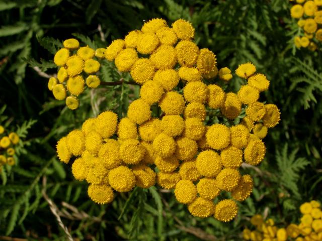 Vratič obecný (Tanacetum vulgare L.)