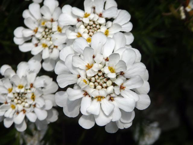 Iberka vždyzelená (Iberis sempervirens L.)