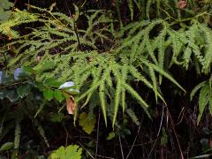 Sticherus flagellaris (Bory ex Willd.) Ching