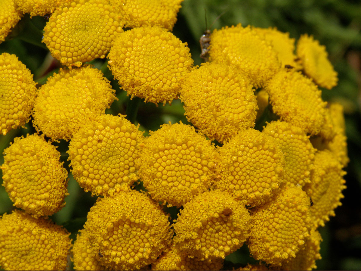 Vratič obecný (Tanacetum vulgare L.)