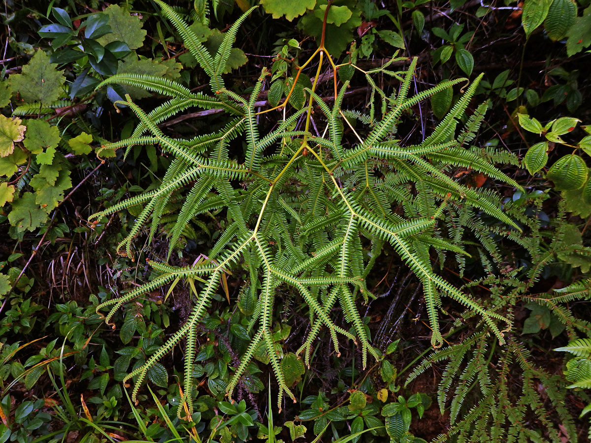 Sticherus flagellaris (Bory ex Willd.) Ching