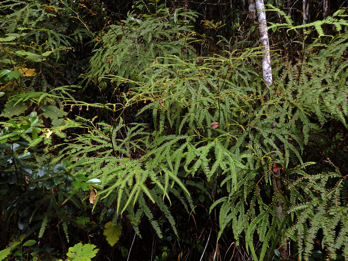 Sticherus flagellaris (Bory ex Willd.) Ching