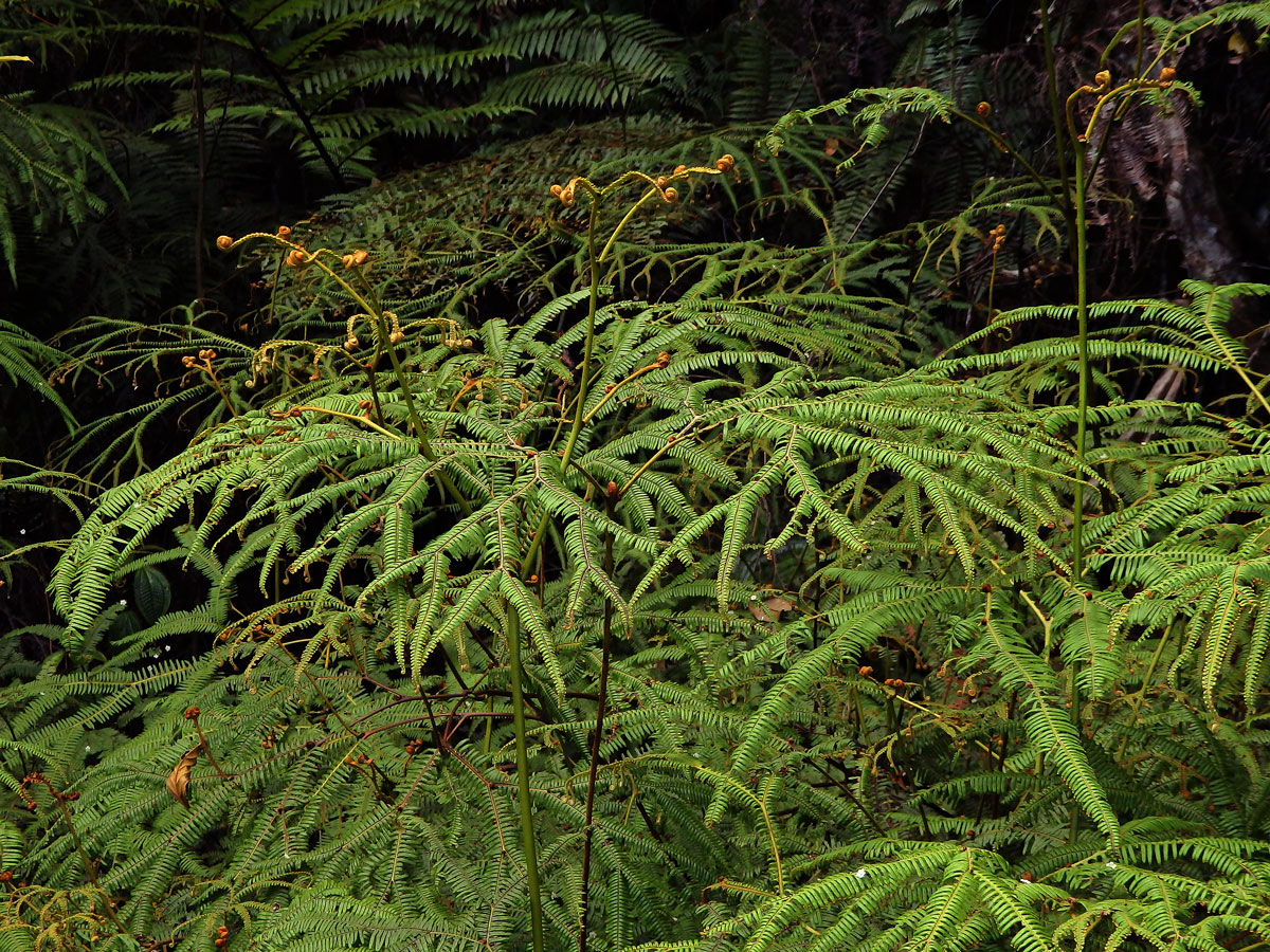 Sticherus flagellaris (Bory ex Willd.) Ching