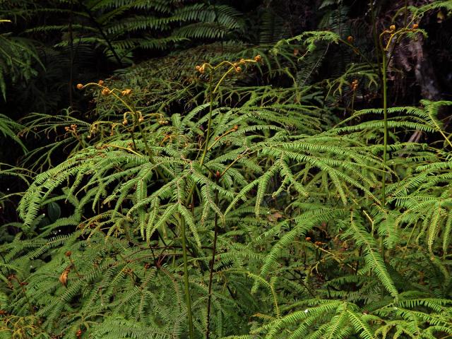 Sticherus flagellaris (Bory ex Willd.) Ching