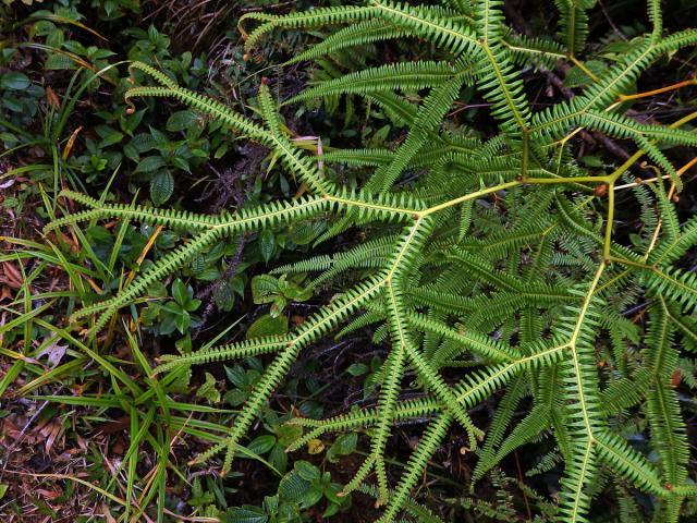 Sticherus flagellaris (Bory ex Willd.) Ching