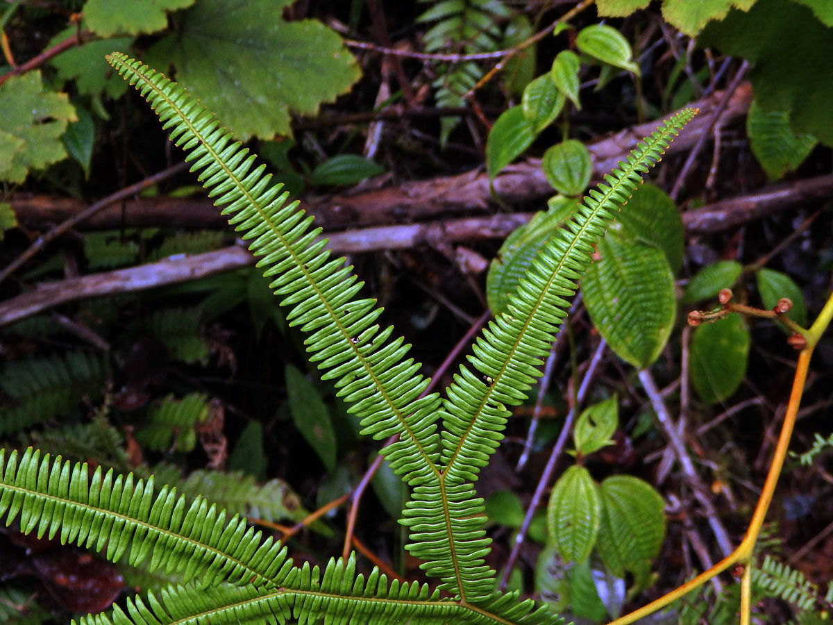 Sticherus flagellaris (Bory ex Willd.) Ching