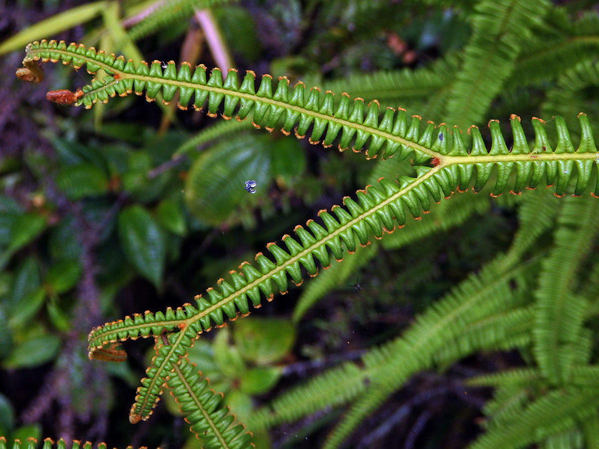 Sticherus flagellaris (Bory ex Willd.) Ching