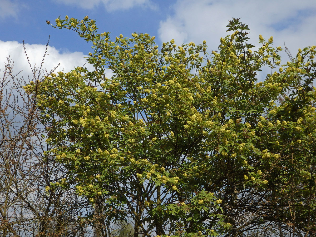 Bez červený - hroznatý (Sambucus racemosa L.)