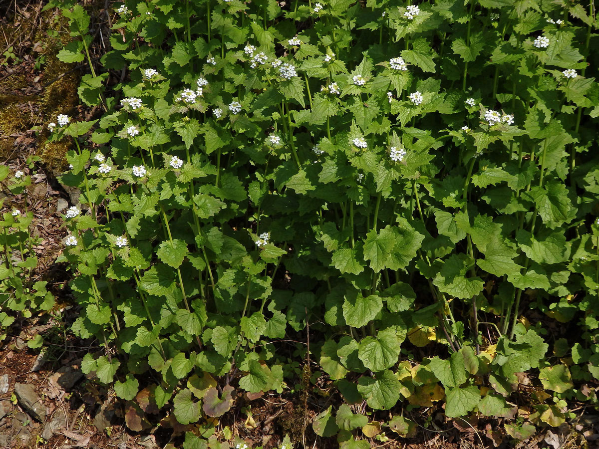 Česnáček obecný (Alliaria petiolata (M. Bieb.) Cavara et Grande)