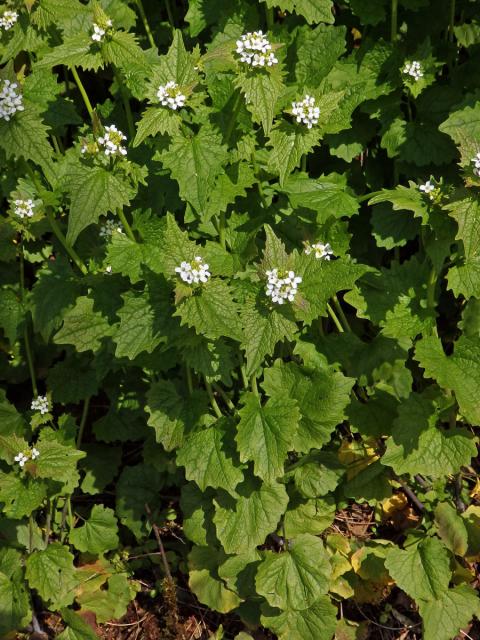 Česnáček obecný (Alliaria petiolata (M. Bieb.) Cavara et Grande)