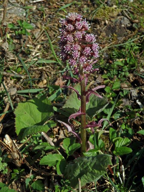 Devětsil lékařský (Petasites hybridus (L.) G., M. et Sch.)