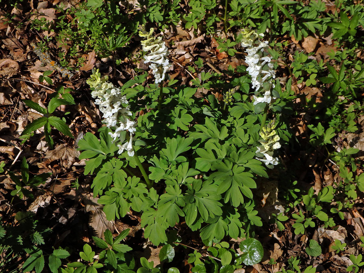 Dymnivka dutá (Corydalis cava (L.) Schweigger et Koerte)