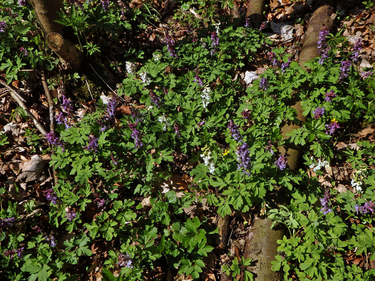 Dymnivka dutá (Corydalis cava (L.) Schweigger et Koerte)