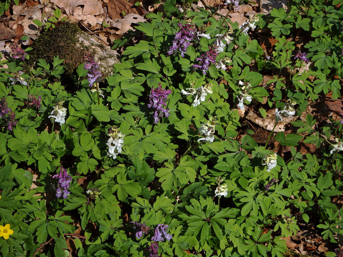 Dymnivka dutá (Corydalis cava (L.) Schweigger et Koerte)