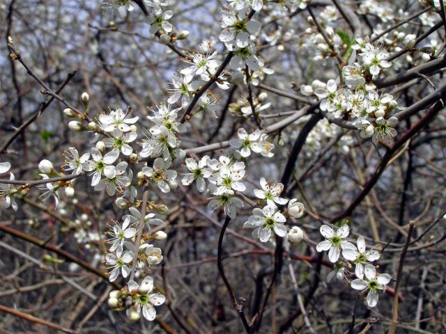 Trnka obecná (Prunus spinosa L.)