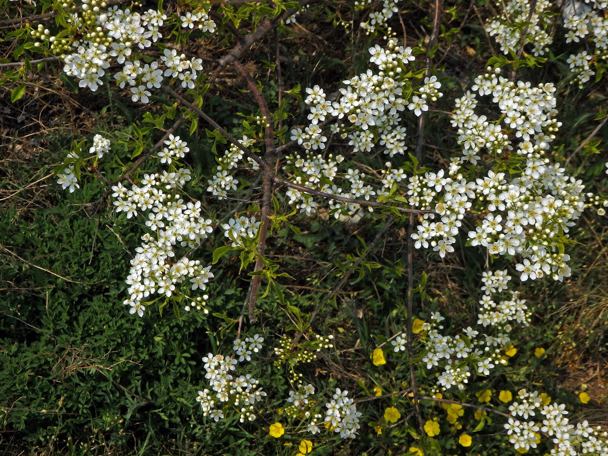 Mahalebka obecná (Prunus mahaleb L.)