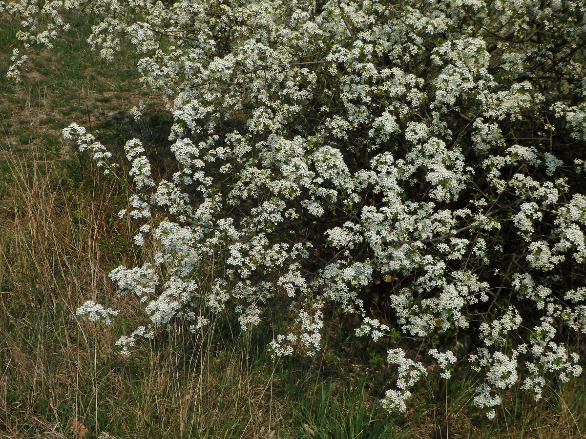 Mahalebka obecná (Prunus mahaleb L.)