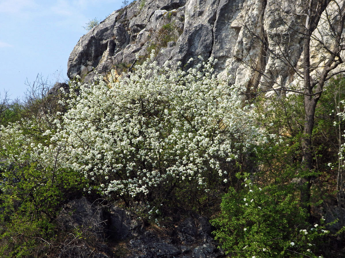 Mahalebka obecná (Prunus mahaleb L.)