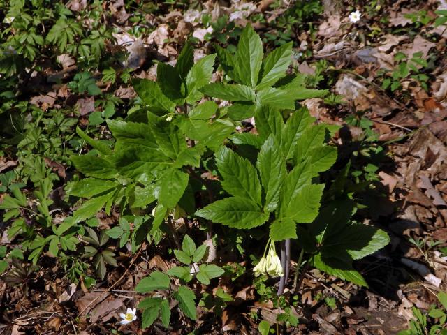 Kyčelnice devítilistá (Dentaria enneaphyllos L.)