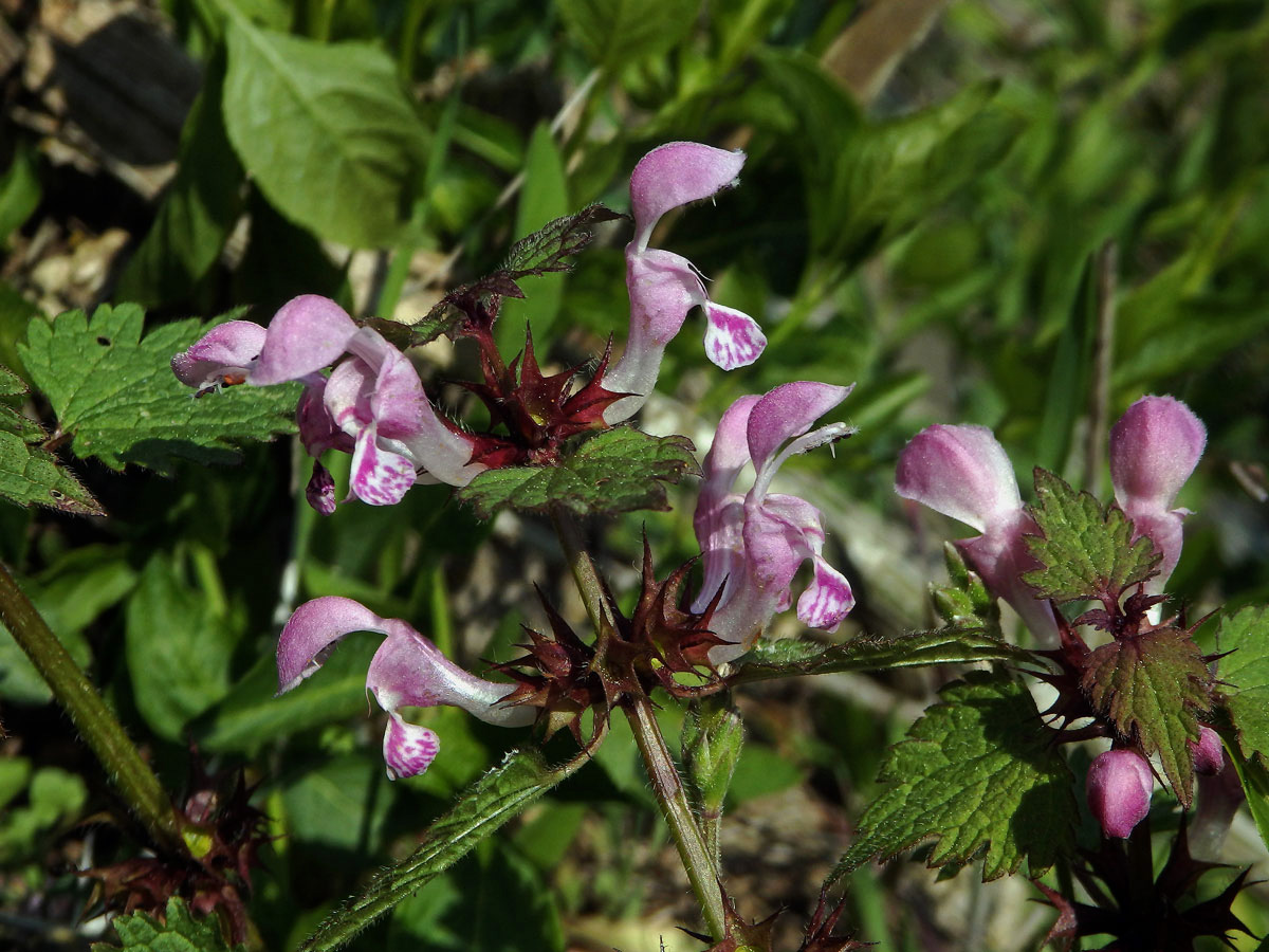 Hluchavka skvrnitá (Lamium maculatum L.) se světými květy (1a)