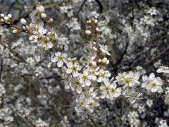 Trnka obecná (Prunus spinosa L.)