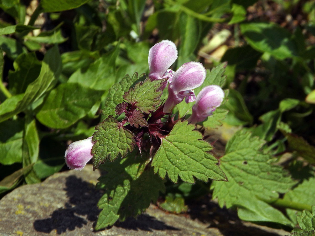 Hluchavka skvrnitá (Lamium maculatum L.) se světými květy (1c)