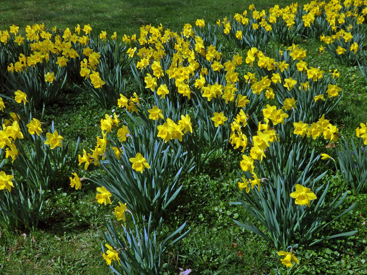 Narcis žlutý (Narcissus pseudonarcissus L.)