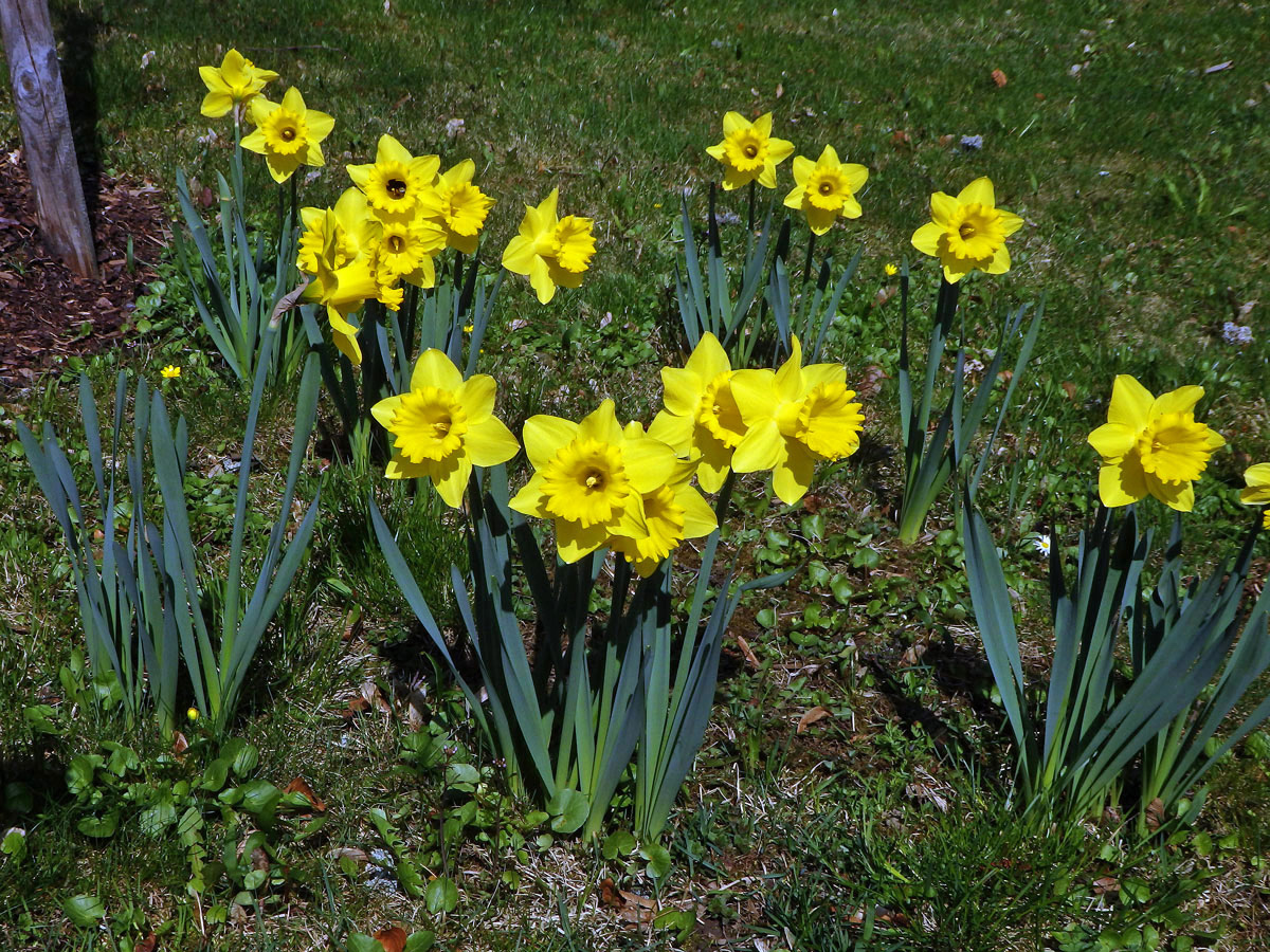 Narcis žlutý (Narcissus pseudonarcissus L.)