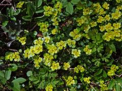 Mokrýš střídavolistý (Chrysosplenium alternifolium L.)