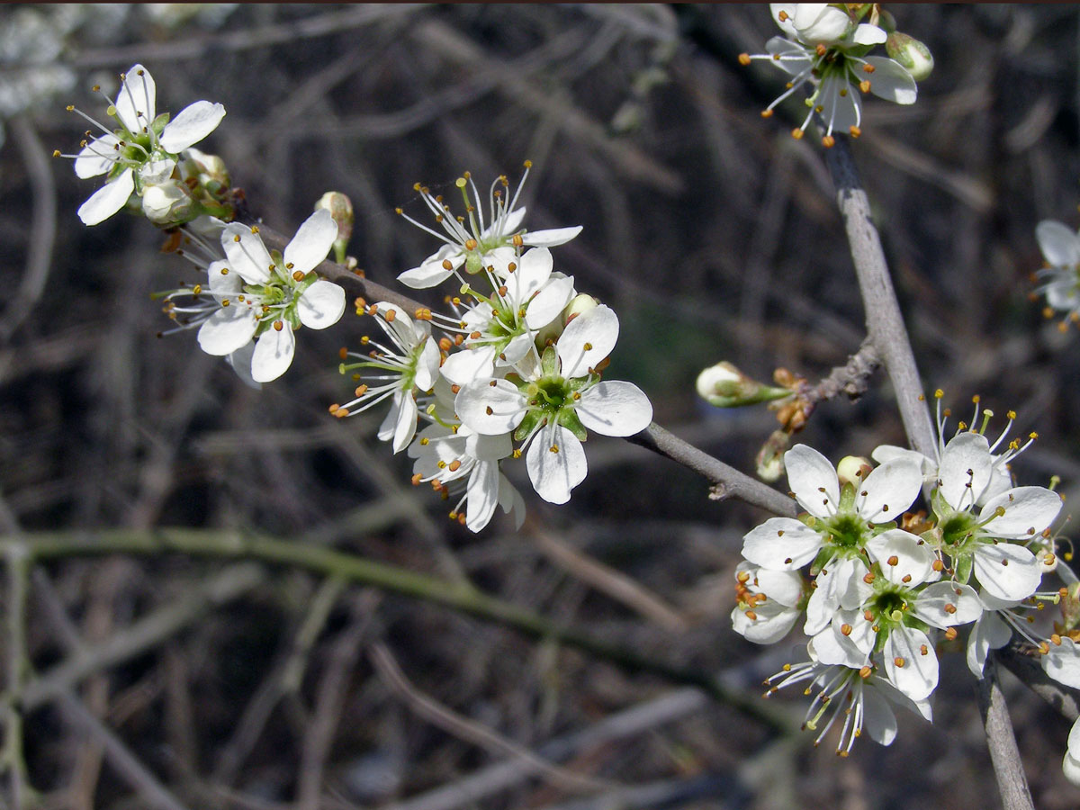 Trnka obecná (Prunus spinosa L.)